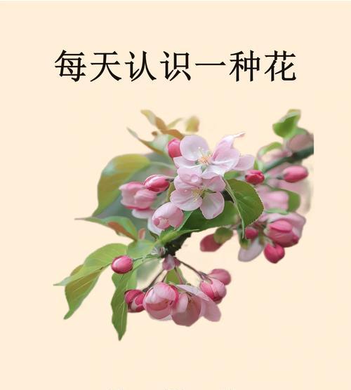 袖珍苹果的花语和寓意是什么？它象征着什么？