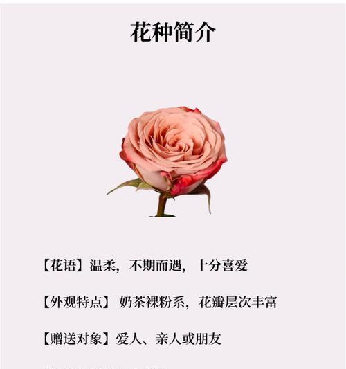想挽回对方的花语有哪些？这种花语在送花时有什么含义？