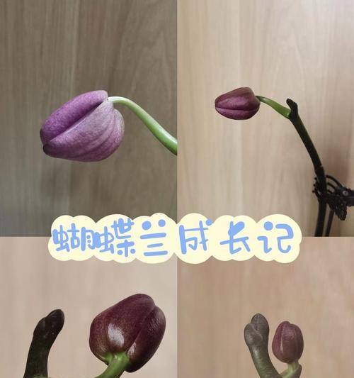 兰花的追求花语是什么？它在花语中代表了什么？