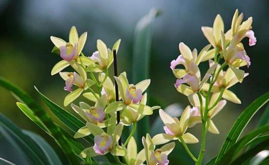 兰花的追求花语是什么？它在花语中代表了什么？