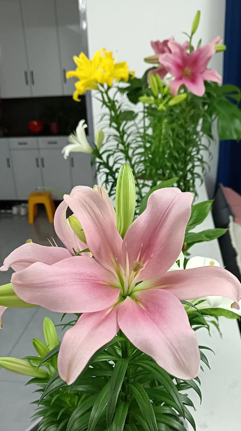 相识一千天的花语是什么？这个纪念日应该送什么花？