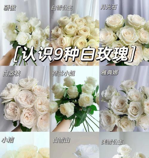 茉莉与白玫瑰搭配的花语是什么？如何选择合适的花语？