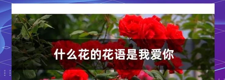 对爱痴迷的花语有哪些？它们如何表达爱情的深度？