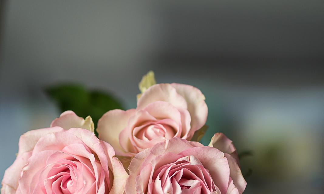 有爱有温度的玫瑰花语如何表达？它代表什么？