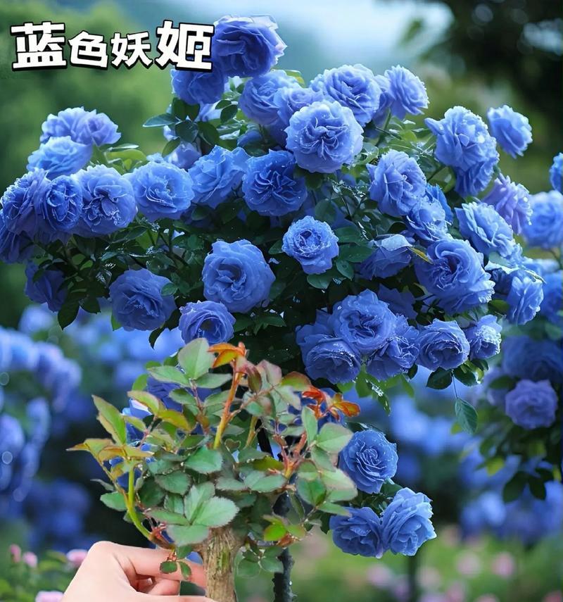 有爱有温度的玫瑰花语如何表达？它代表什么？