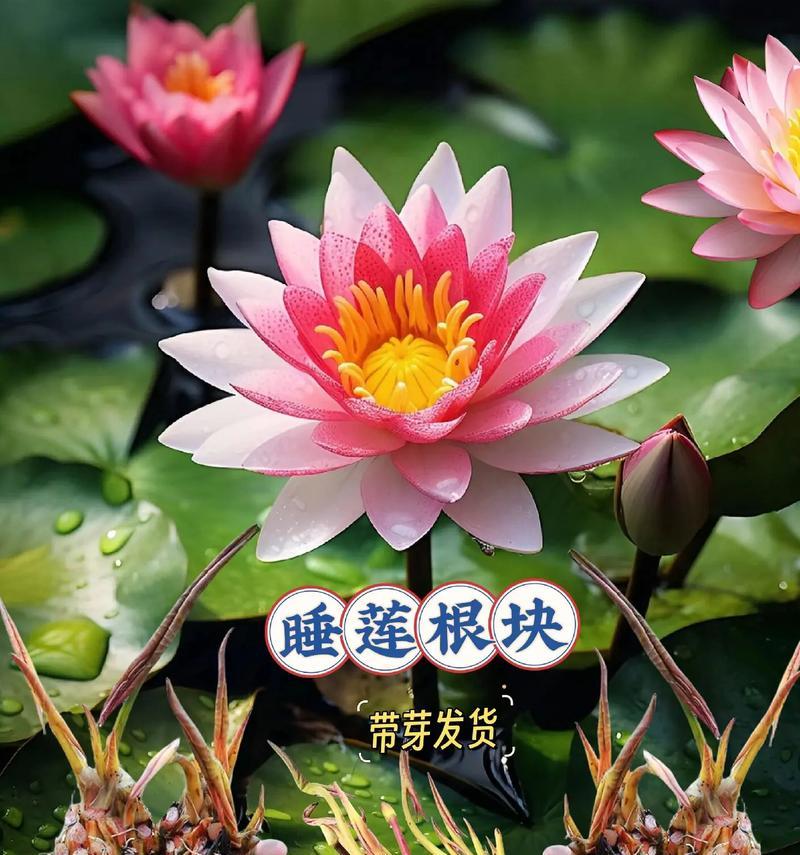 睡莲的喻意与花语有何不同？睡莲代表什么？