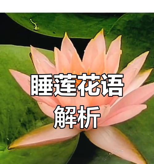 睡莲的喻意与花语有何不同？睡莲代表什么？