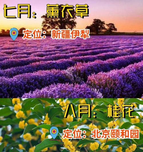 百寿花代表了什么？