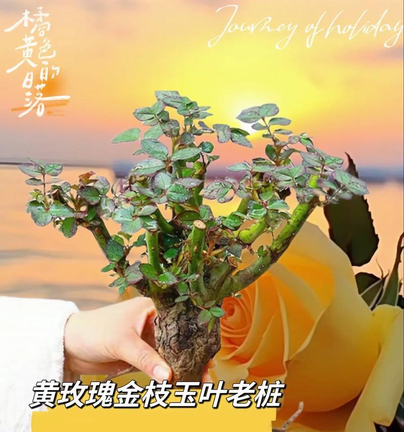 阿尔赛玫瑰花的花语有何特别之处？
