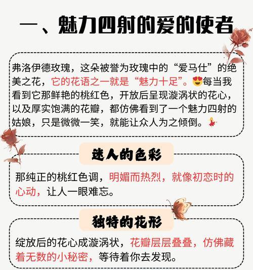 阿尔赛玫瑰花的花语有何特别之处？