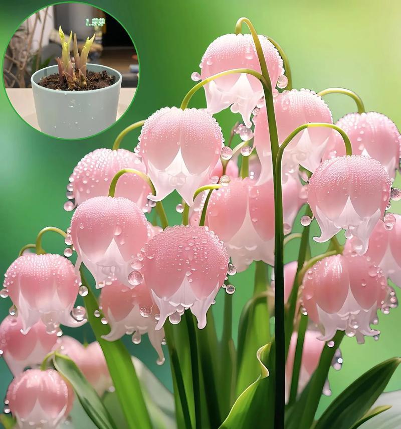 铃兰颜色不同花语有何区别？