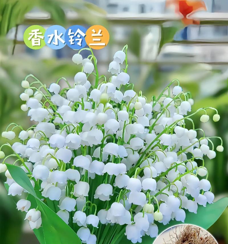 铃兰颜色不同花语有何区别？