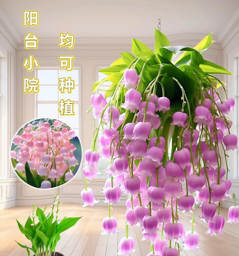 铃兰颜色不同花语有何区别？