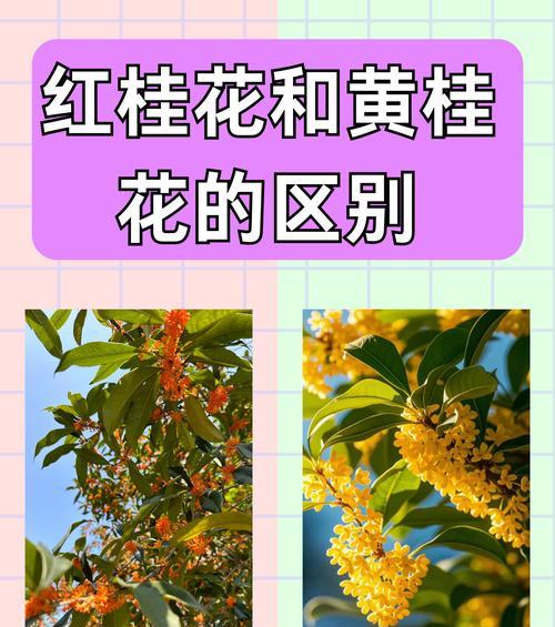 桂花在幼儿园代表什么意义？