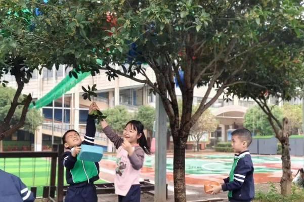 桂花在幼儿园代表什么意义？
