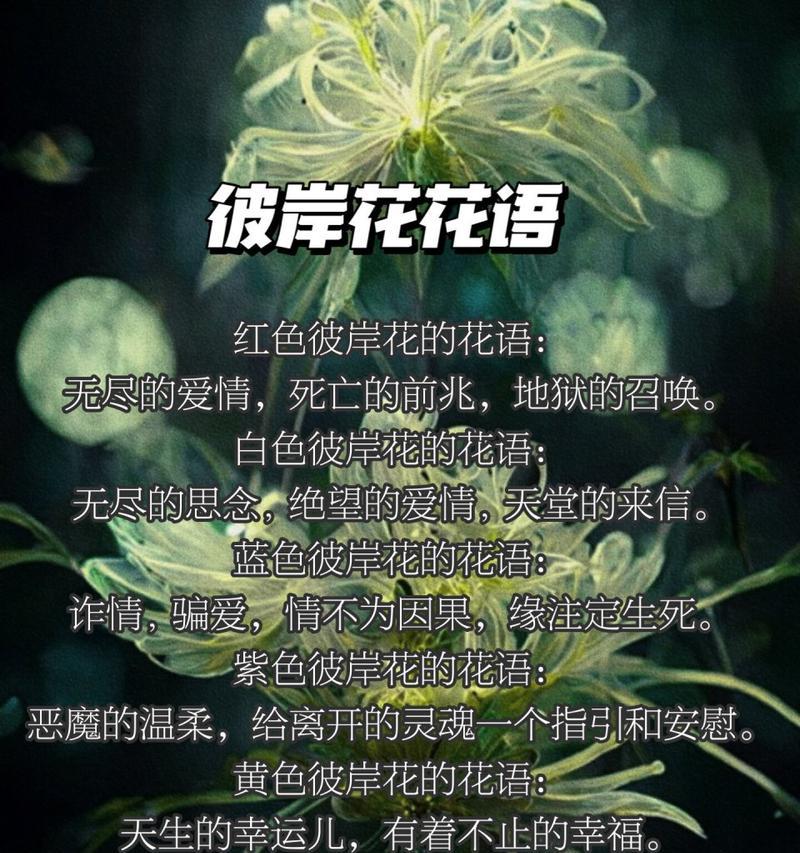 花语中“永不死亡”代表了什么？它的含义是什么？