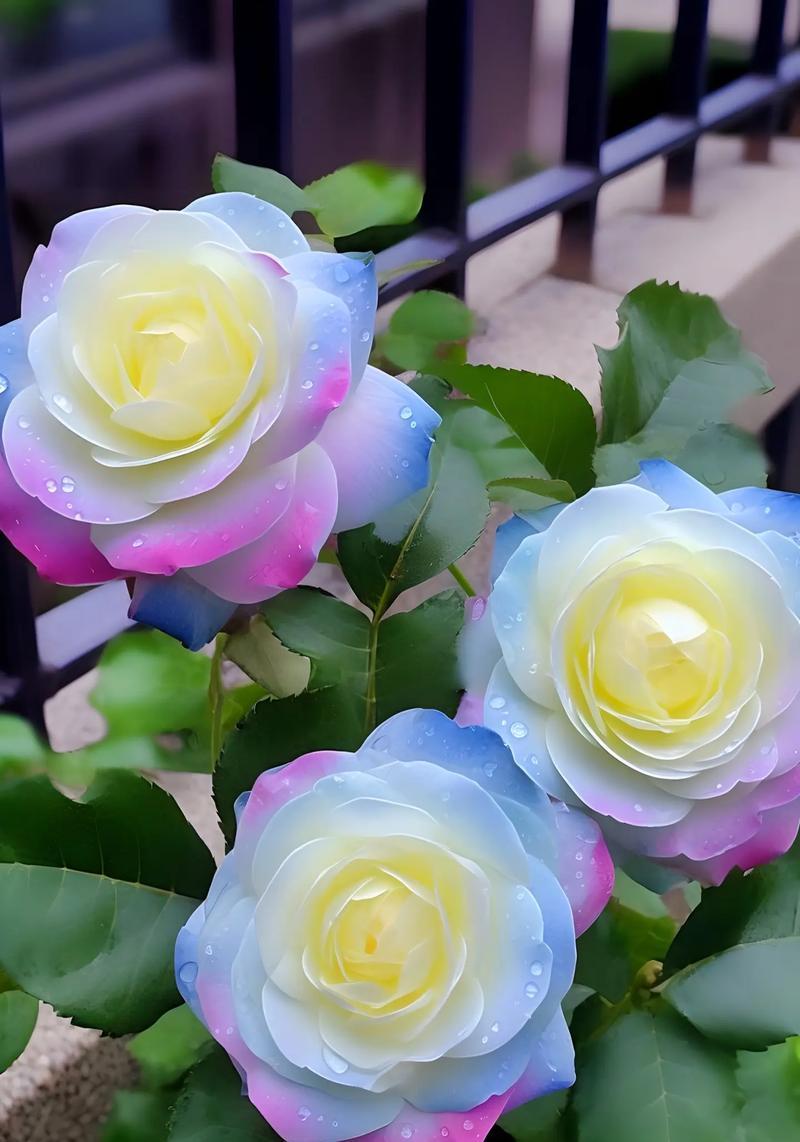 粉色玫瑰花送男友有何寓意？
