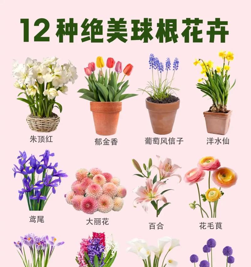学生党适合养哪种花？