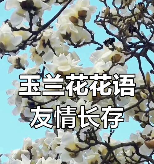 哪种花代表永恒的友谊？