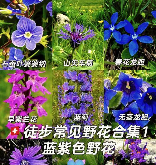 几种野花的花语是什么呢？野花花语有哪些？