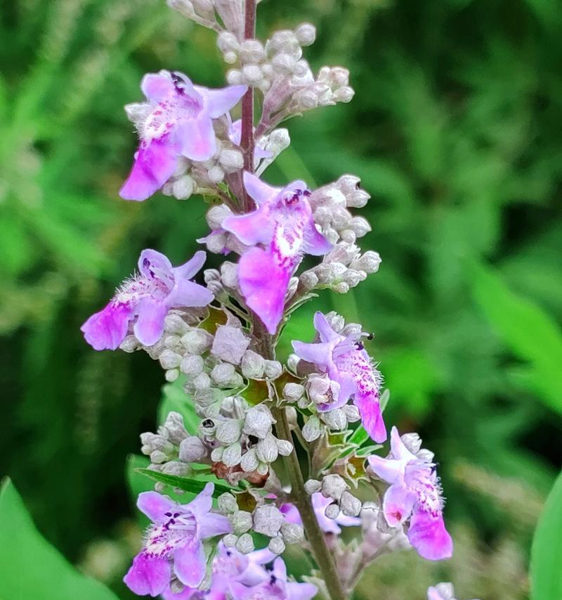几种野花的花语是什么呢？野花花语有哪些？
