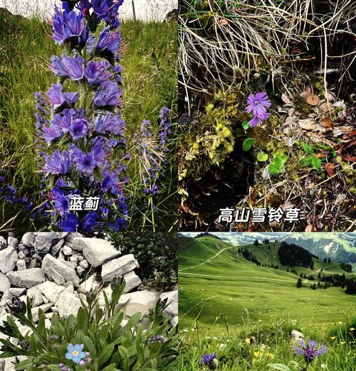 几种野花的花语是什么呢？野花花语有哪些？