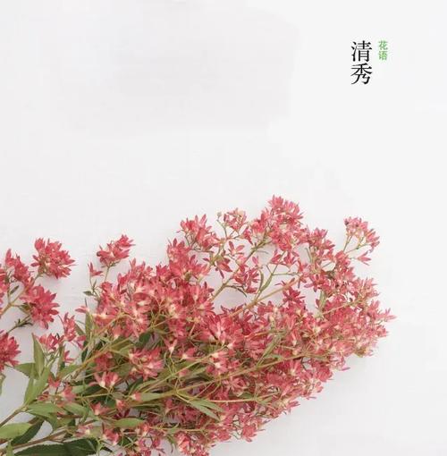 十二月花语有哪些？