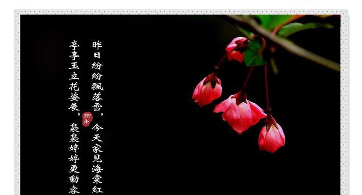 海棠花的花语是什么？寓意了哪些情感？