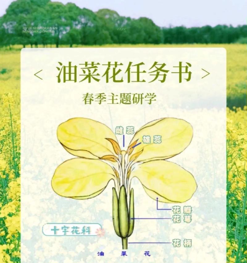 油菜花的花语代表了什么？