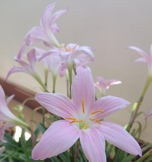 莲花束代表什么寓意？如何正确解读其花语？