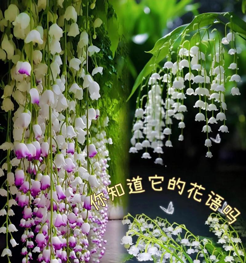 铃兰花送给闺蜜有何寓意和花语？