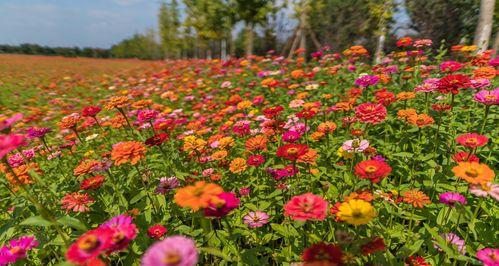 大波斯菊的花语是什么？勿忘我是什么花香的花语和寓意？