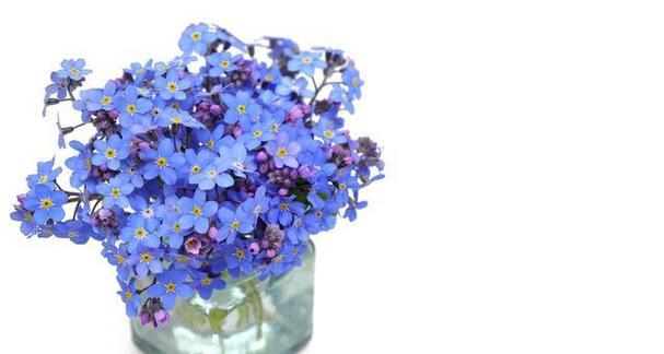 大波斯菊的花语是什么？勿忘我是什么花香的花语和寓意？
