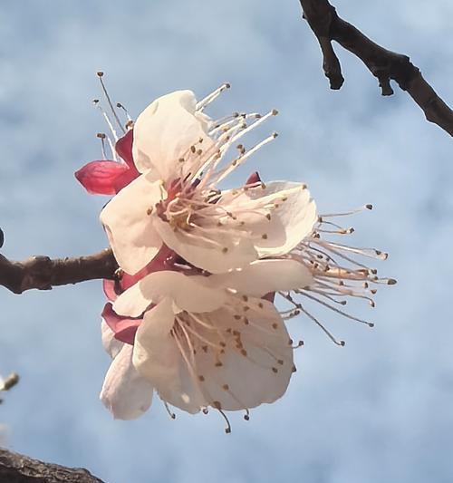 幸福女人的花语代表了哪些美好？
