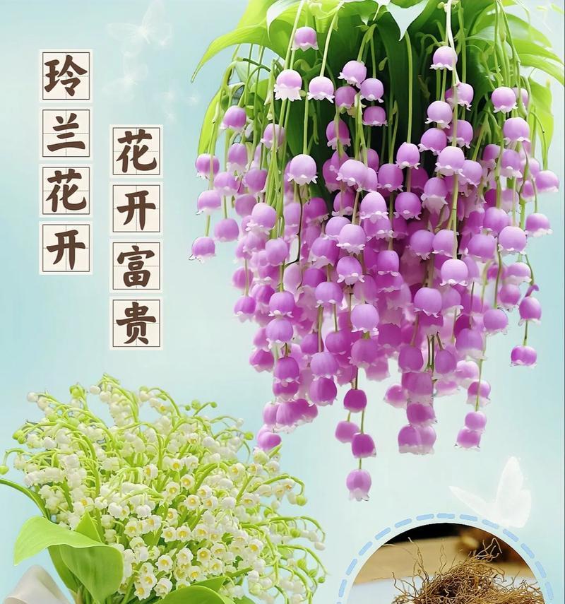 幸福女人的花语代表了哪些美好？
