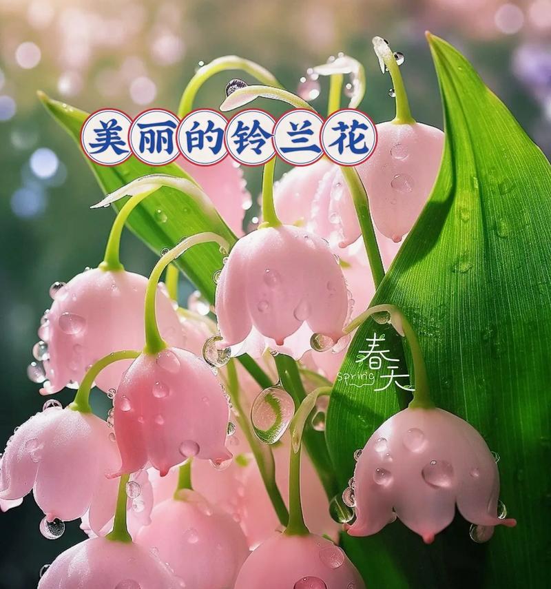 哪种花的花语代表了遇见？