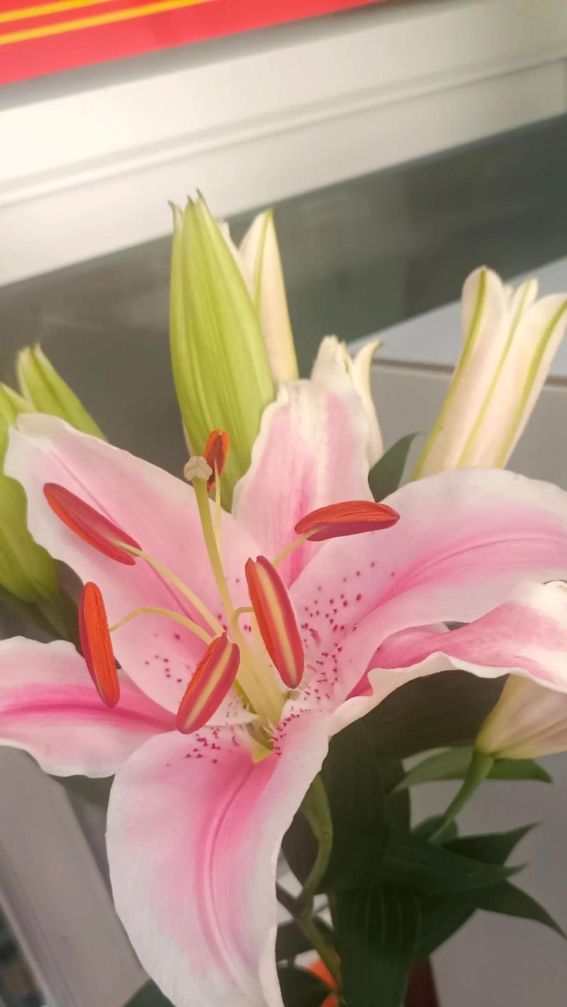 百花皆有花语是什么意思？每种花的花语有何不同？