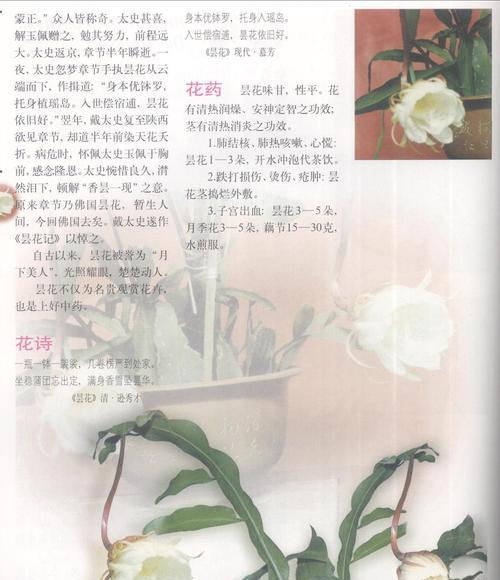 昙花的花语有何深意？