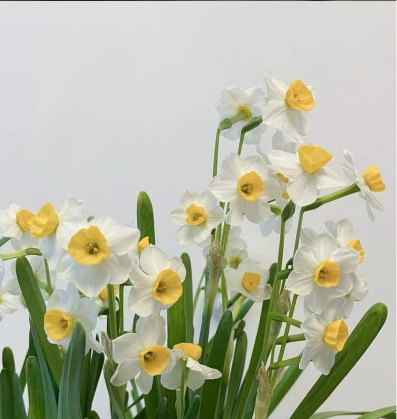 如何通过花语表达自爱？