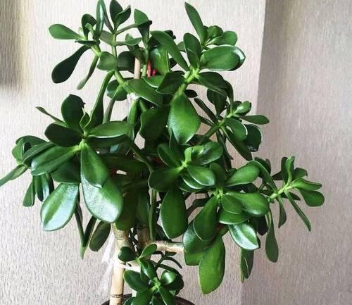 君子兰六朵花的养护和浇水技巧是什么？