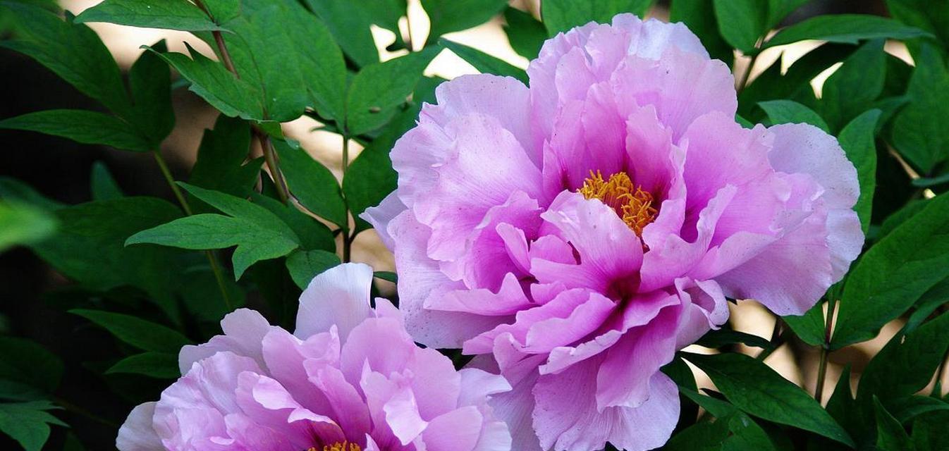 牡丹花不开花就落的原因是什么？如何防止这种情况发生？