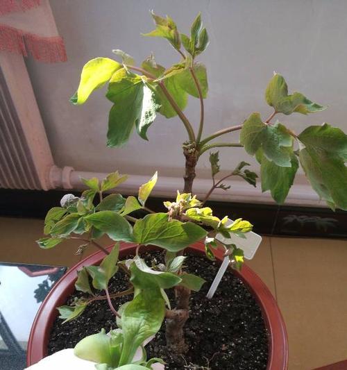 牡丹花不开花就落的原因是什么？如何防止这种情况发生？