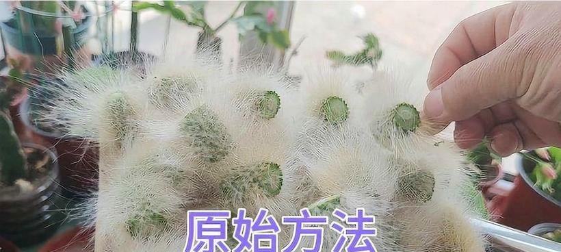 仙人掌扦插的存活率是多少？如何提高扦插成功率？