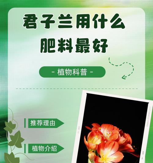 君子兰烂根后如何栽种提高成活率？有哪些注意事项？