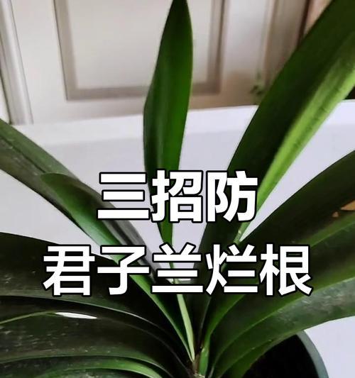 君子兰烂根后如何栽种提高成活率？有哪些注意事项？