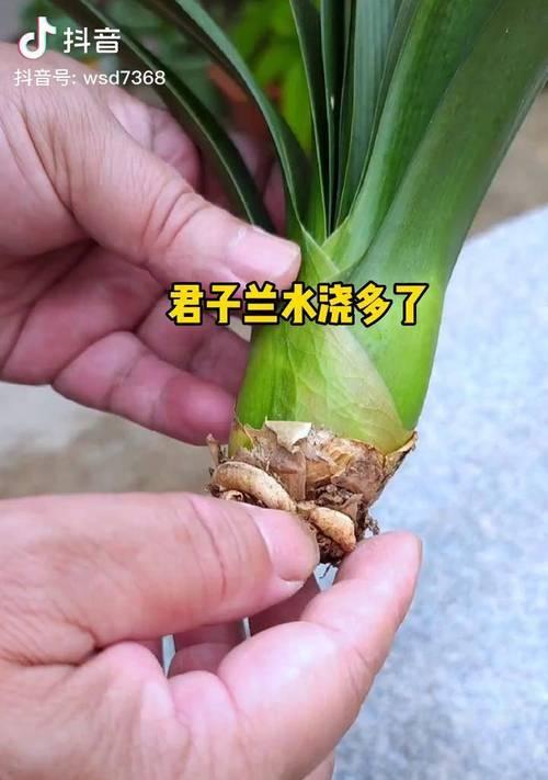 君子兰烂根后如何栽种提高成活率？有哪些注意事项？