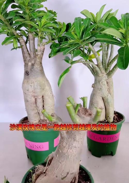 玫瑰花修剪后需要喷洒什么药物？使用方法是什么？