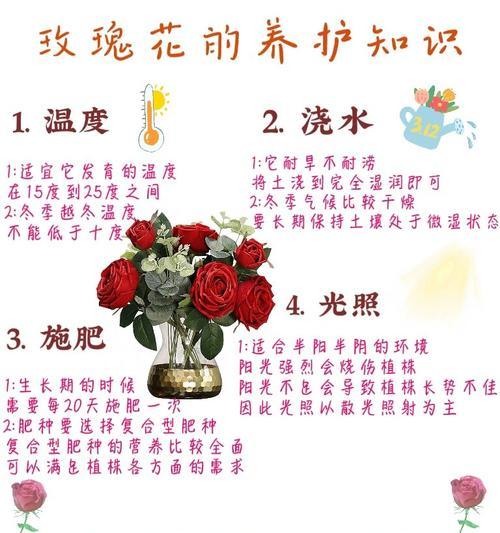 玫瑰花枯萎的原因有哪些？