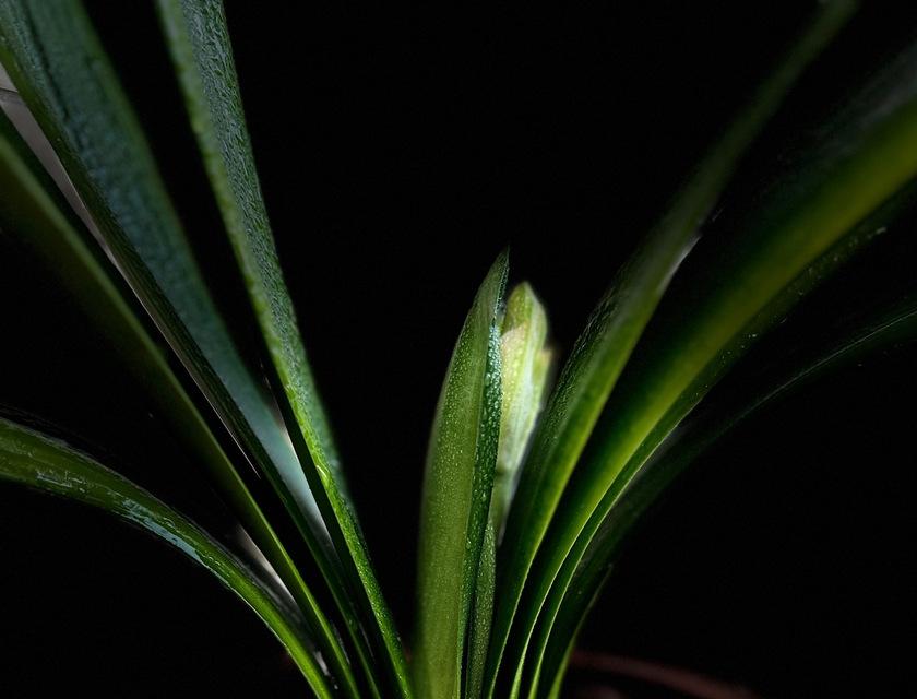 大量的君子兰怎么种植？种植技巧有哪些？