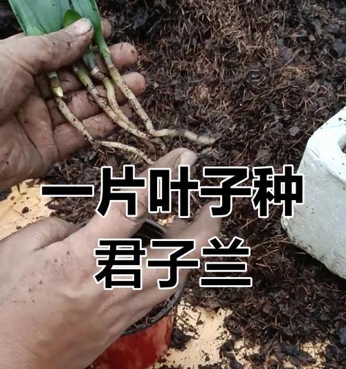 大量的君子兰怎么种植？种植技巧有哪些？